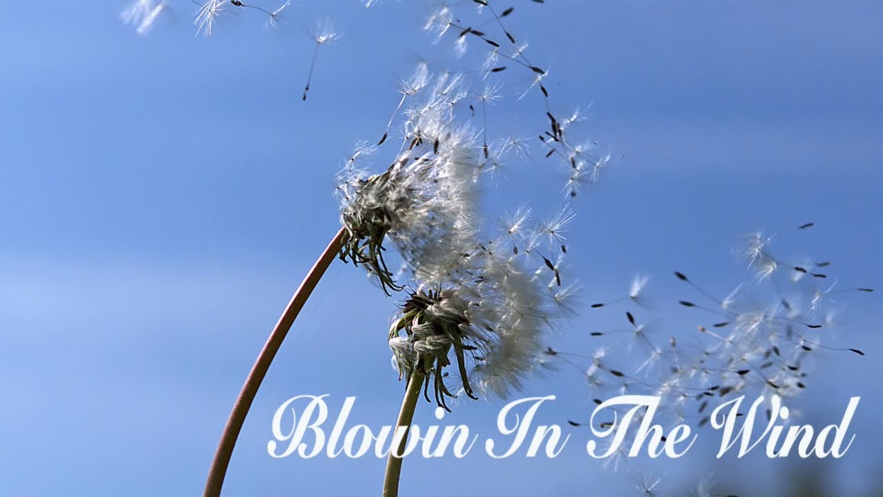 Blowin’ In The Wind - Peter, Paul & Mary Cover