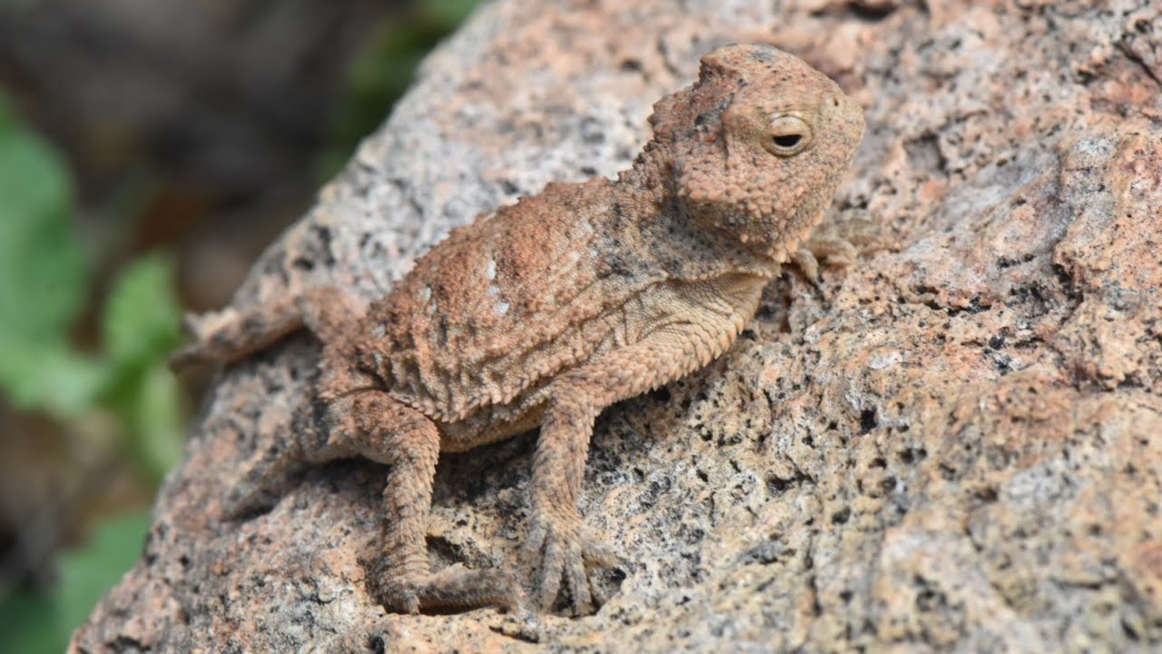 (#164) Side-eyed by Sonora's Rarest Horned Lizard