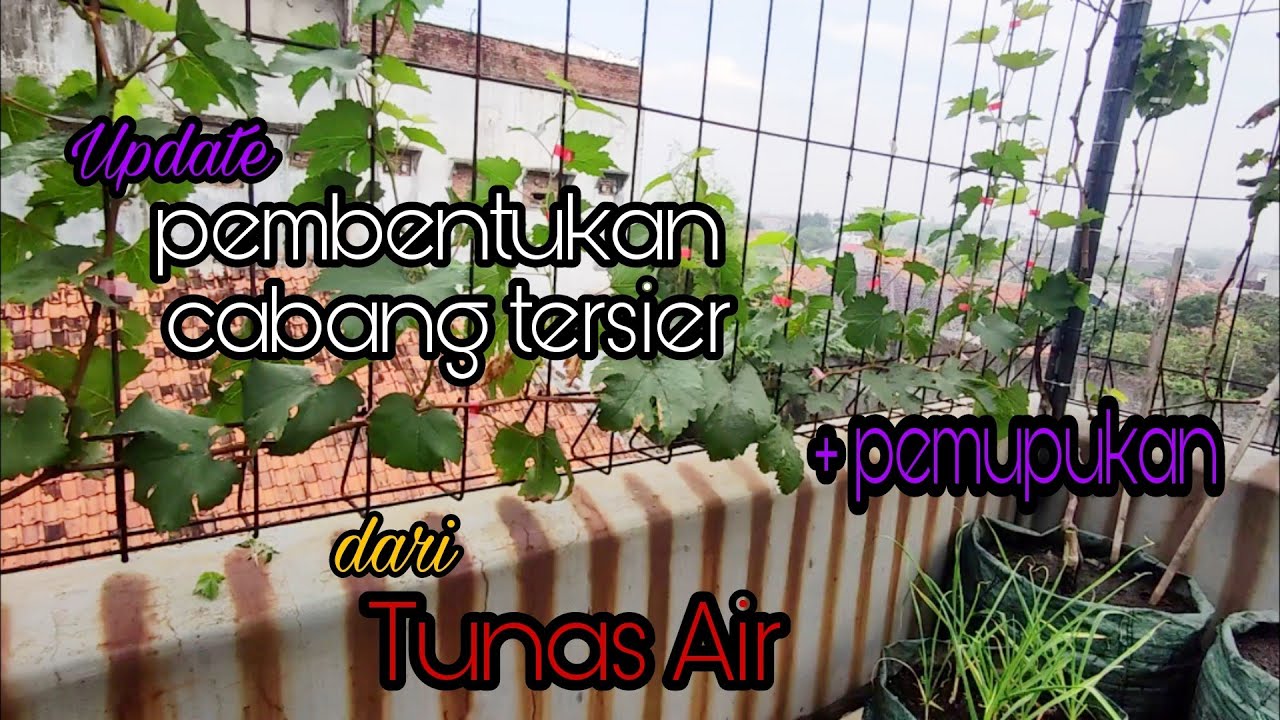 Anggur Beauty Krasotka part 2 | Update pembentukan cabang tersier dari tunas air dan pemupukannya
