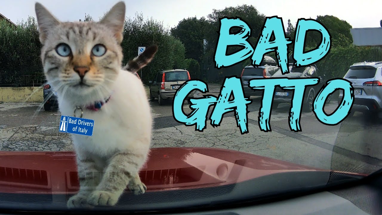 BAD DRIVERS OF ITALY dashcam compilation 12.15 - BAD GATTO