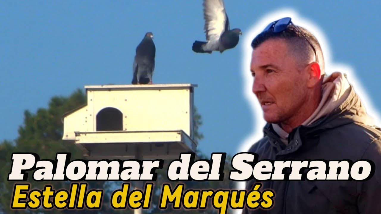 ALGO que NO TE PUEDES perder! en Estella del Marqués y SU PALOMA de HEMBREO te GUSTARA