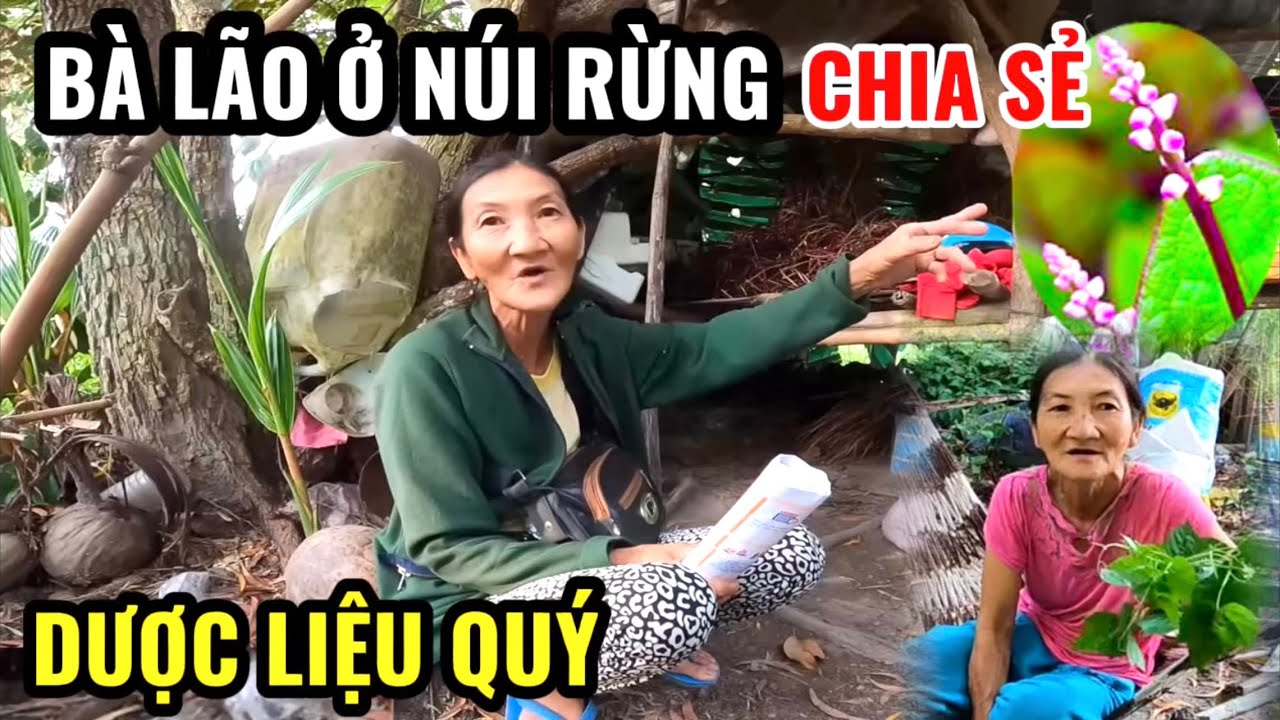 Bà Lão Sống Giữa Núi Rừng Chia Sẻ Dược Liệu Quý – Ô Đồng Cứu Sống Nhiều Người
