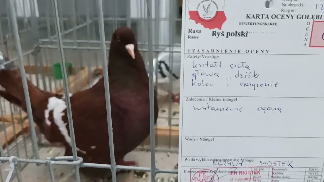 Kielecka wystawa gołębi  rasowych .29/01/22 Relacja część 2