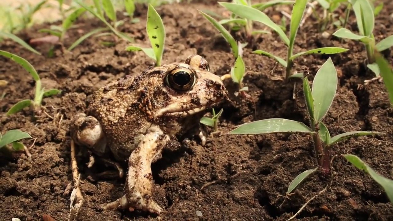 Tremolo sand frog digging (Tomopterna cryptotis)