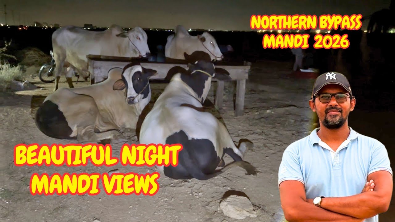 Beautiful Night Mandi Scenes Northern Bypass Mandi 2026