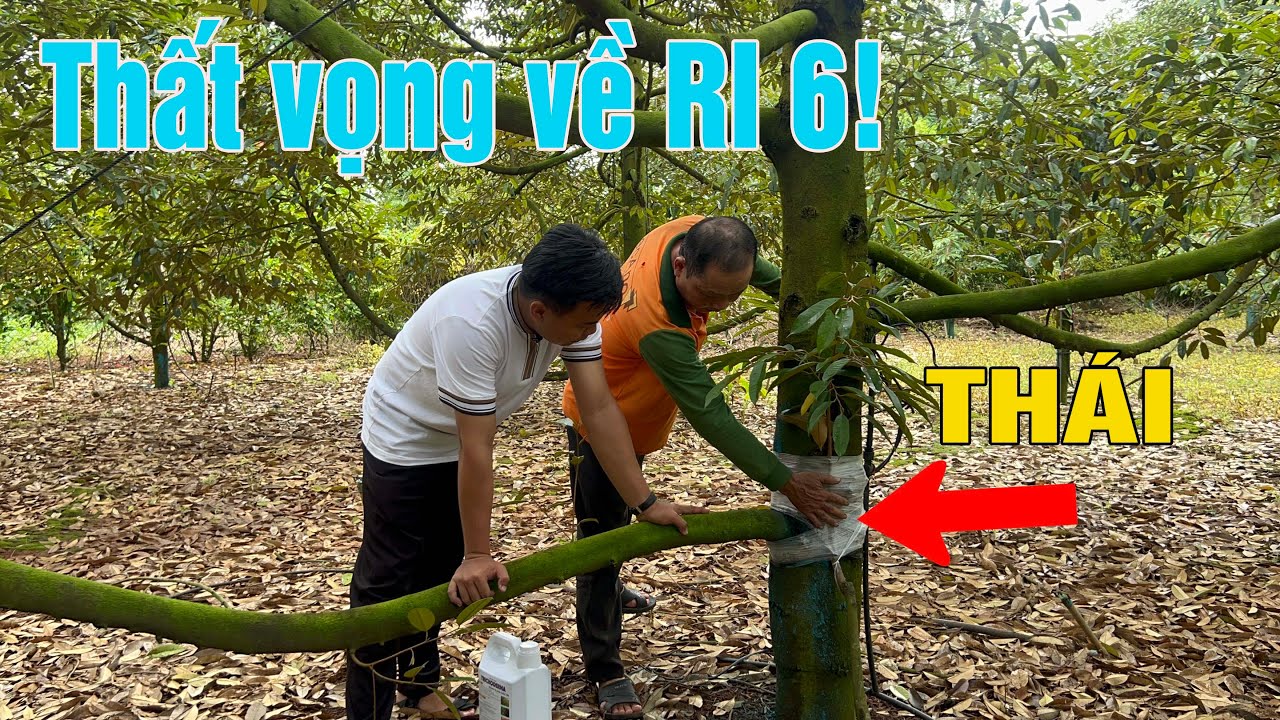 THẤT VỌNG VỀ RI 6, GHÉP CHUYỂN ĐỔI QUA THÁI