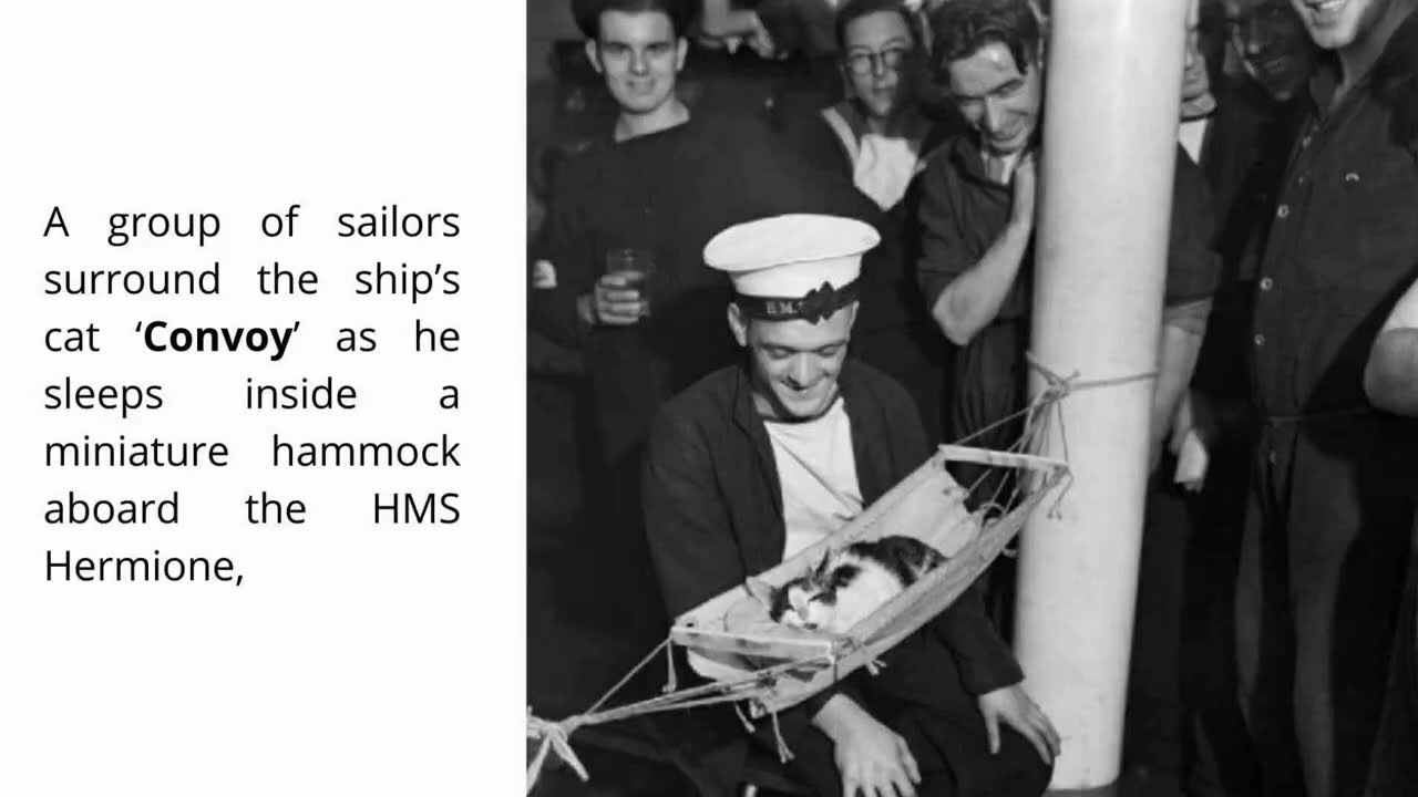 WW2 MEMES & FUN FACTS