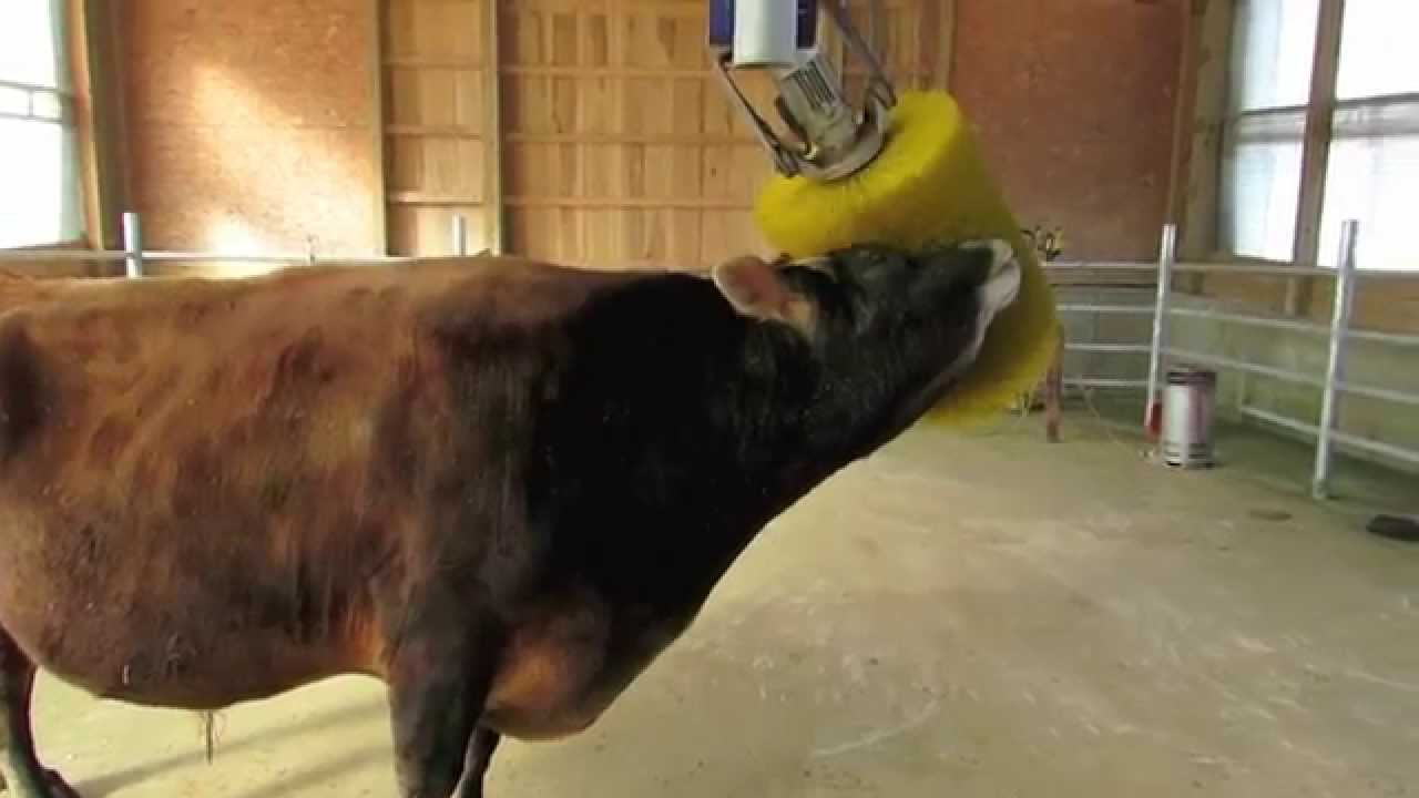 Dairy Bull Scratching himself with a Rotating Cattle Brush
