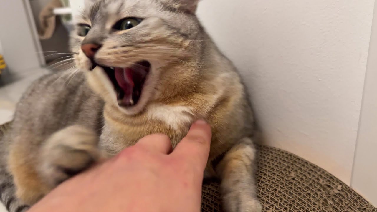 50% chance the cat is grumpy