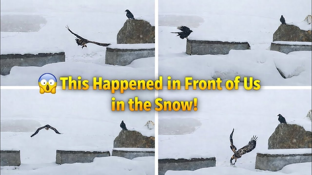 Unexpected Wildlife Movement in Snow ❄️❄️