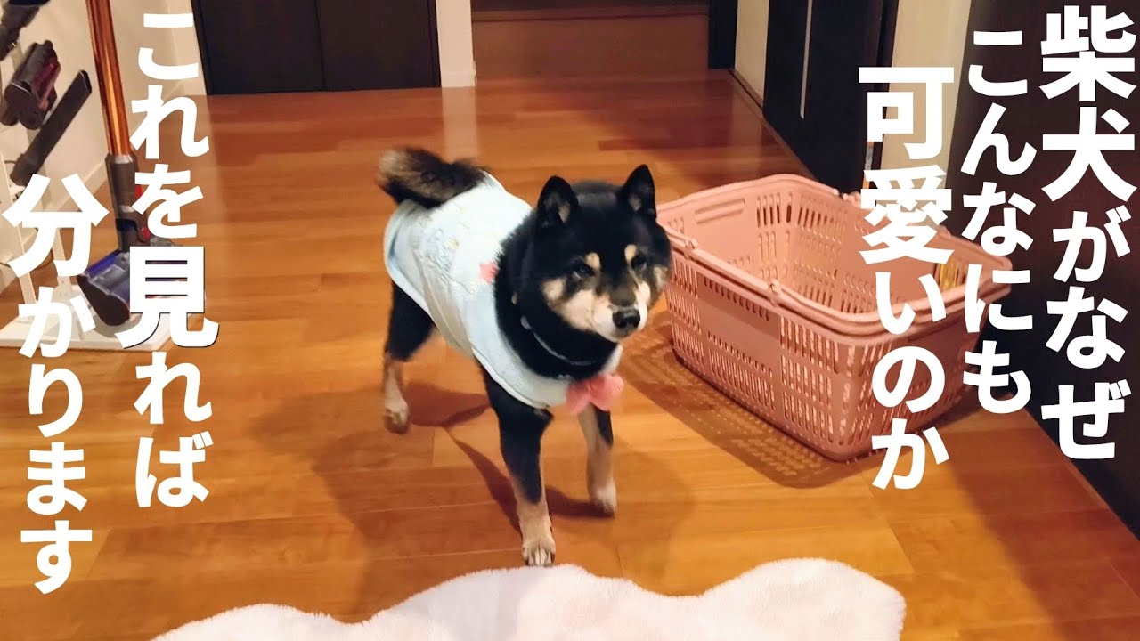柴犬の可愛さが分からない人もこれを見たら納得します。【黒柴犬】【豆柴】【shiba inu】