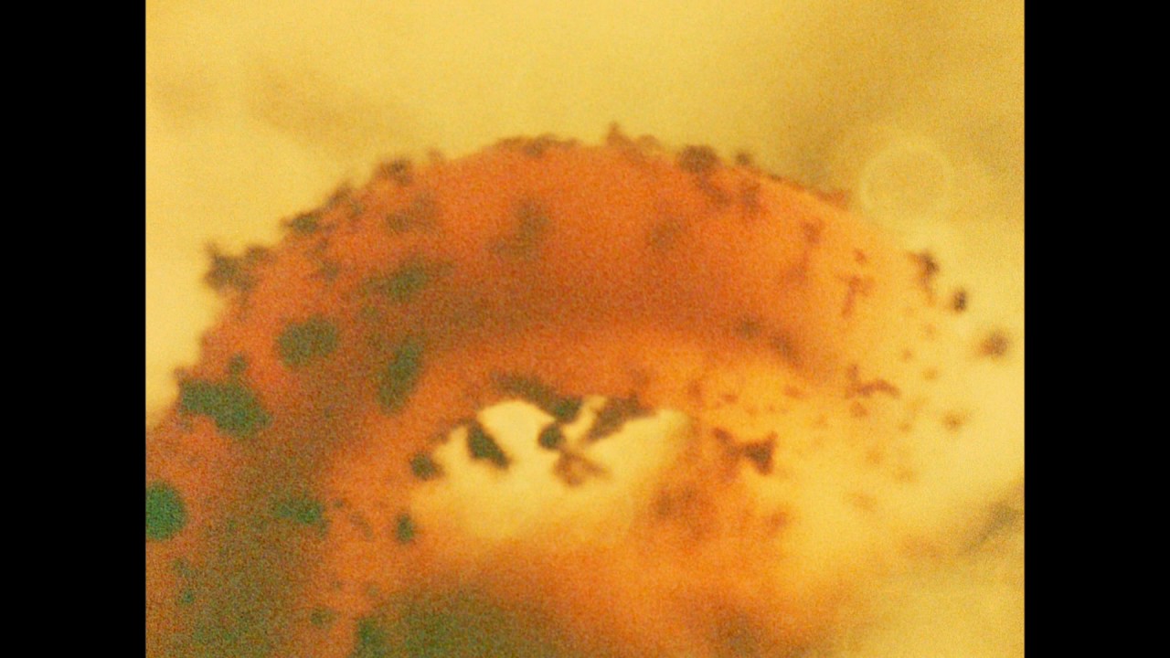The Cat of the Worm's Green Realm - Stan Brakhage