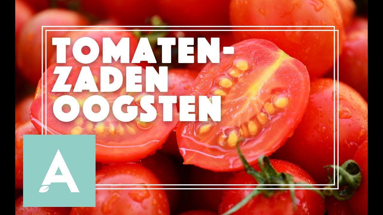 Tomatenzaden oogsten! - Grow, Cook, Eat #63