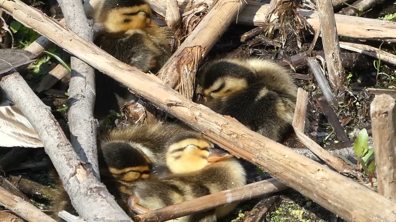 A Walk Through Wood Lake Nature Center | Richfield, MN