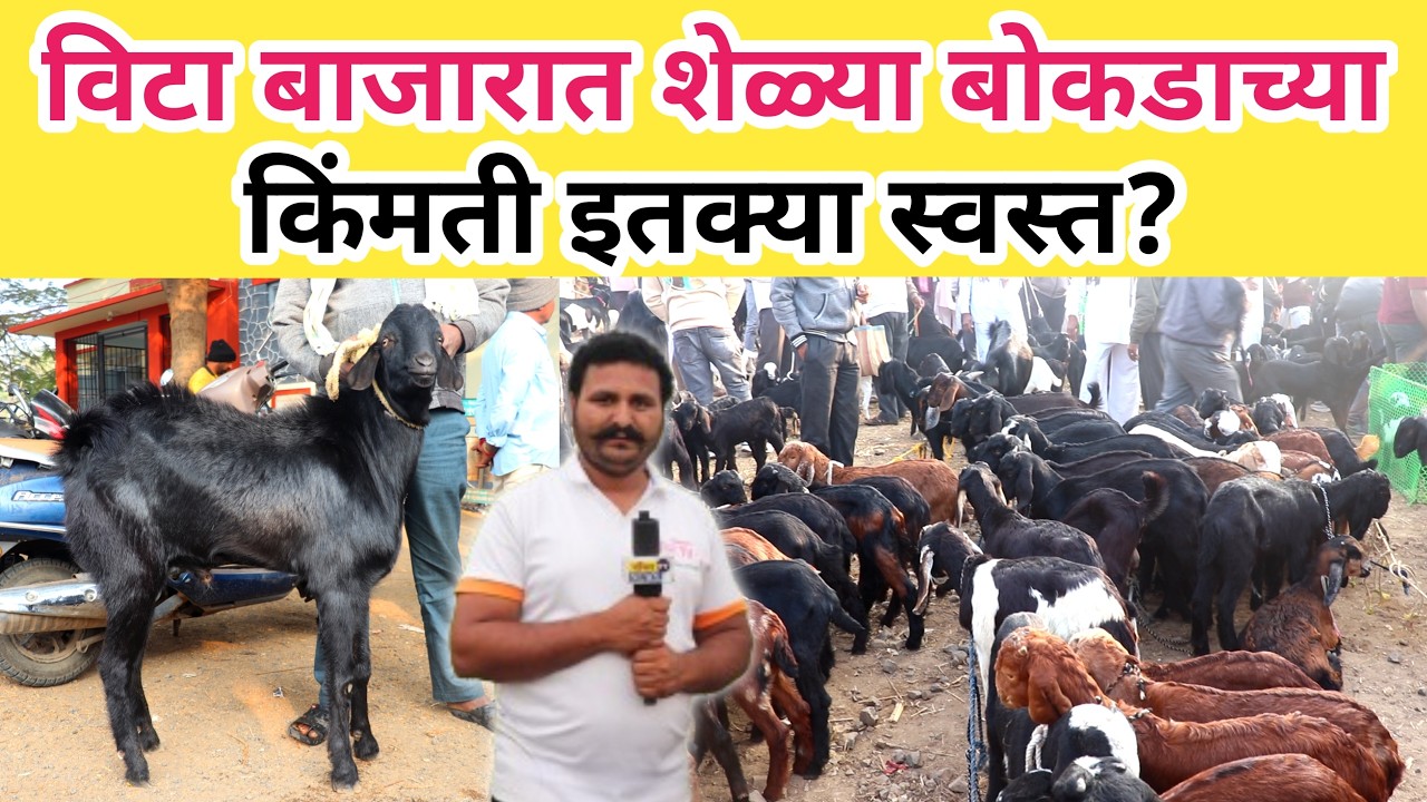🛑विटा आजचा बोकड बाजार | विटा शेळी बाजार | goat market Vita | लहान पिल्ल /संगोपन