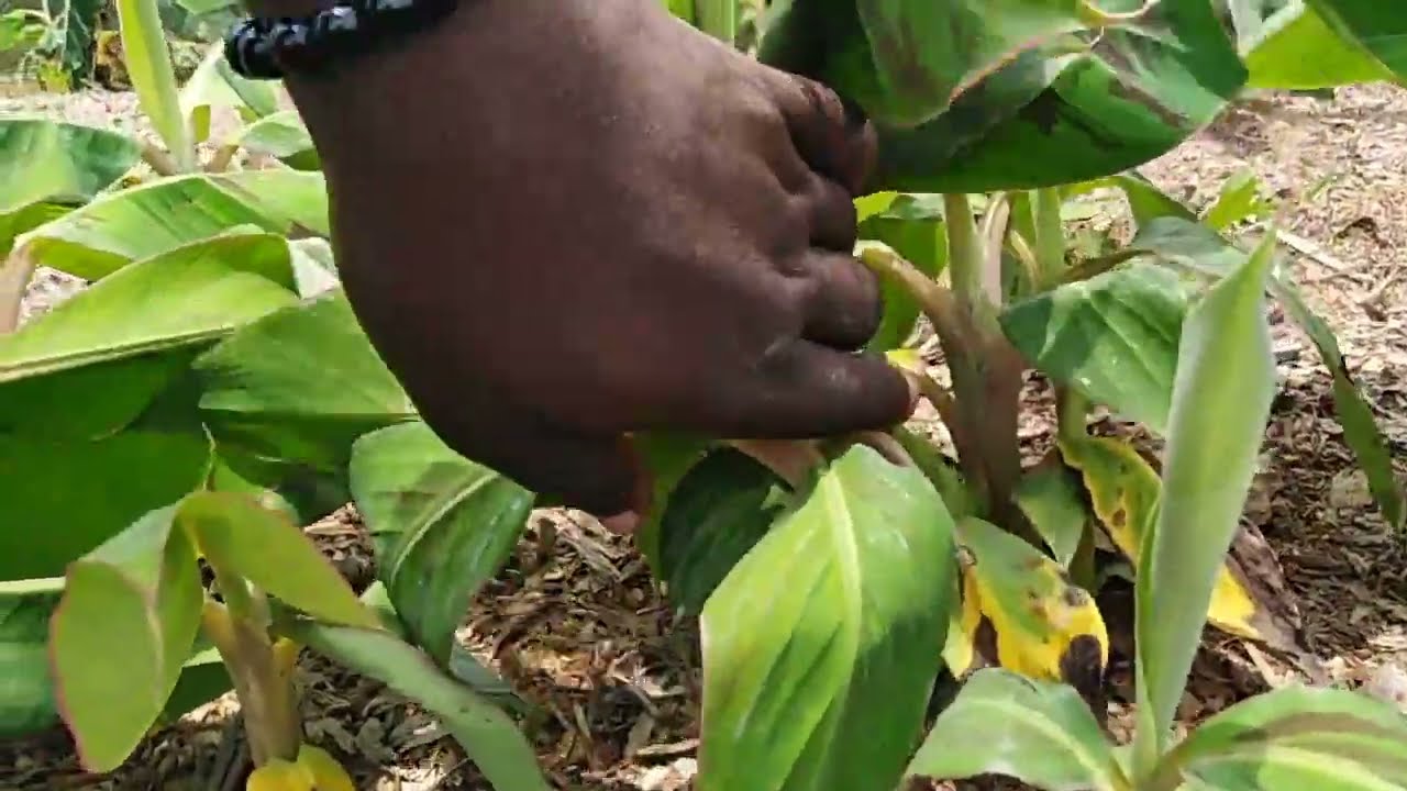 Growth Stages In Banana/Plantain Macro propagation