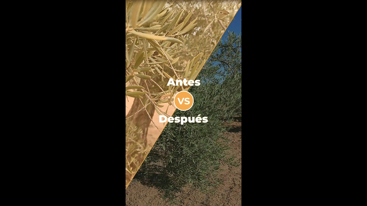 ANTES Y DESPUÉS OLIVAR EN GRANADA - Cambio en 8 meses