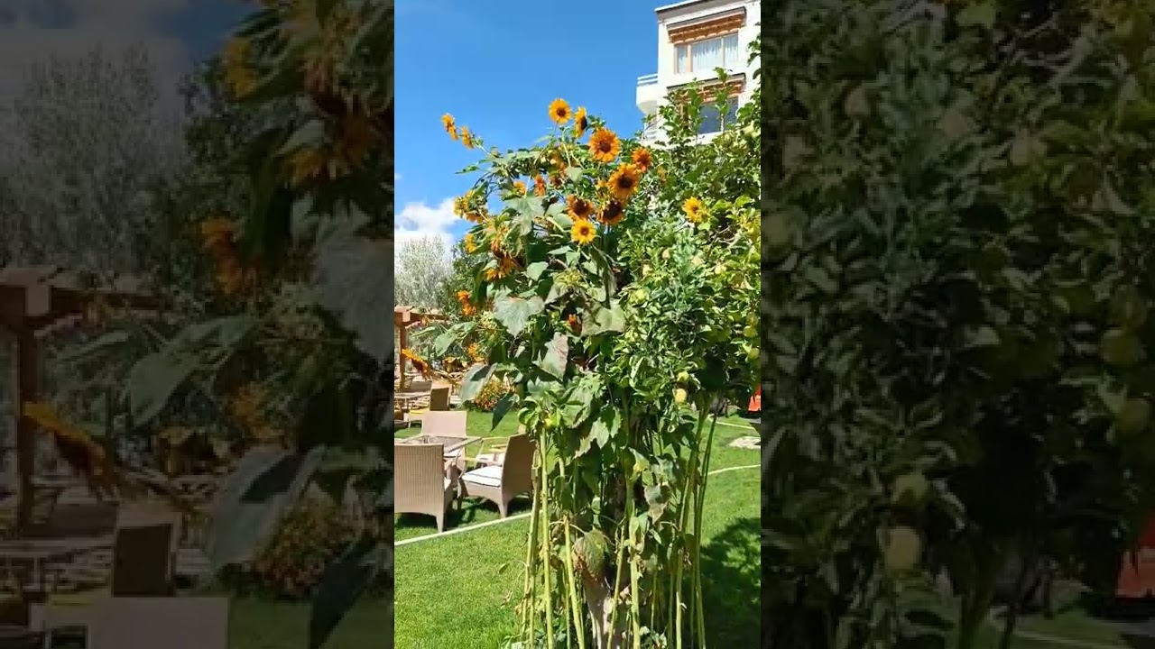 Unique Organic Apple and sunflower 🌻 tree #shorts #orginal #unique #organic #flower