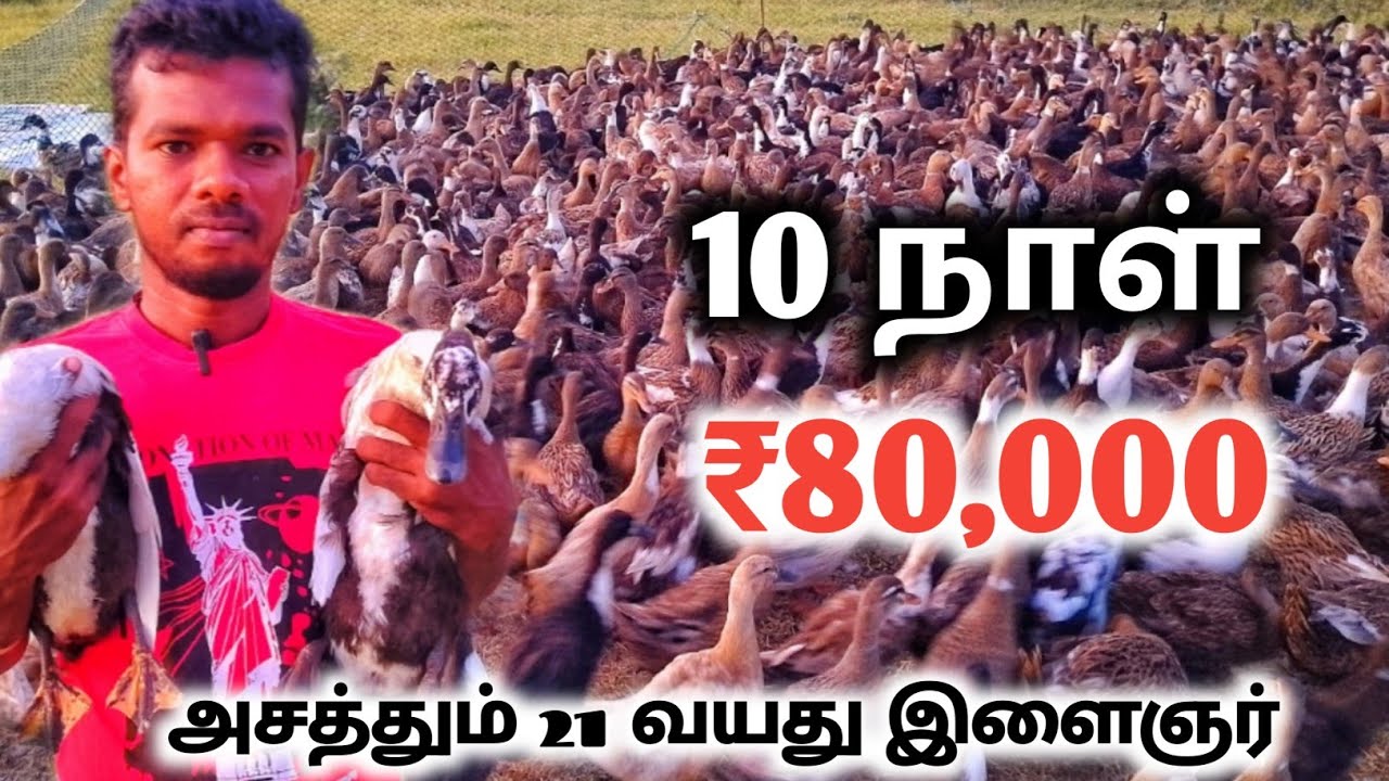 🐣🦆நாட்டு வாத்து வளர்ப்புல மாதிரி இலாபம் எதிலும் இல்லங்க‼️vathu valarpu tamil | ramki ar