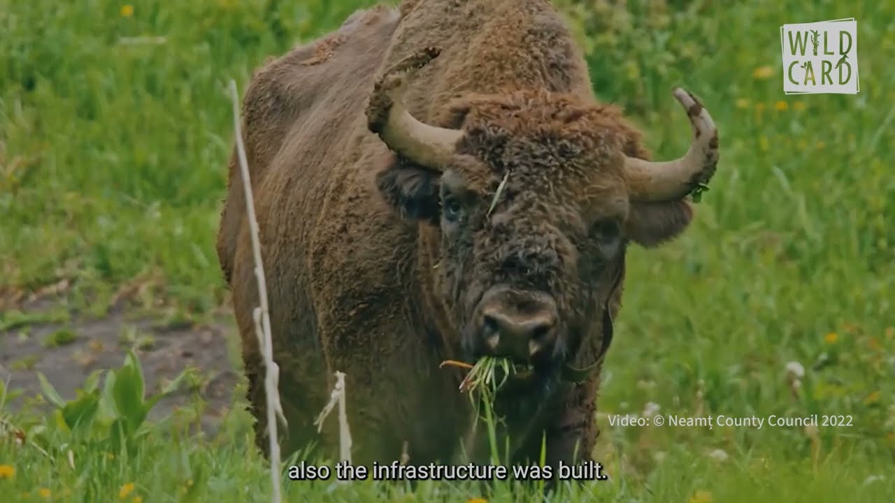 Vânători Neamț Nature Park: Reintroduction of European Bison as a Proforestation Strategy