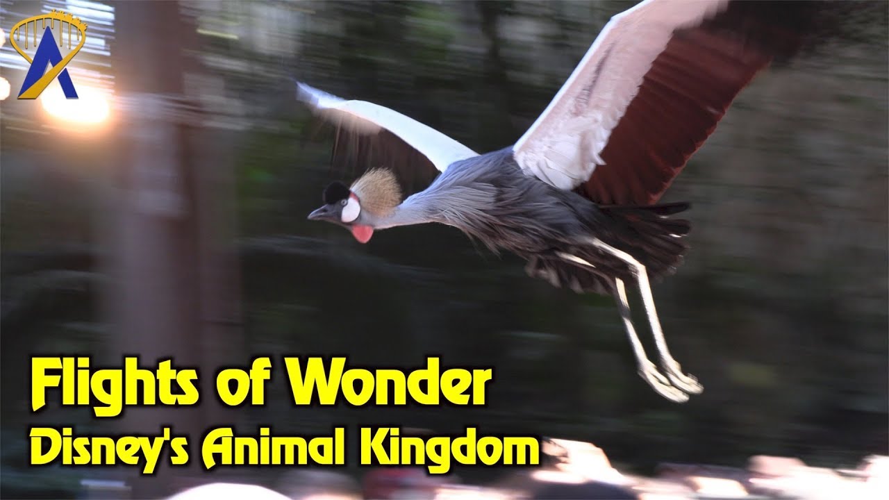 Flights of Wonder - Full Show at Disney's Animal Kingdom