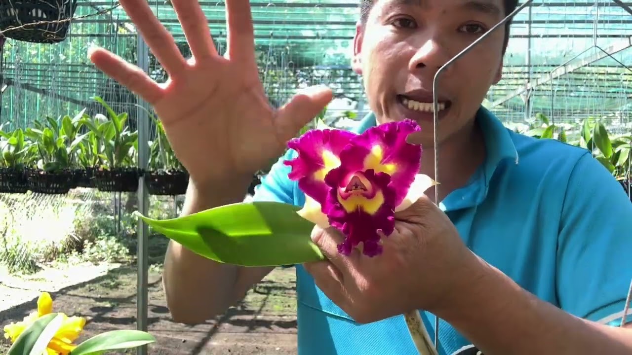 Cattleya thanh lý cuối năm . cat nụ giá rẻ . Zalo 0386232357 #orchid #cattleya #hoalan 