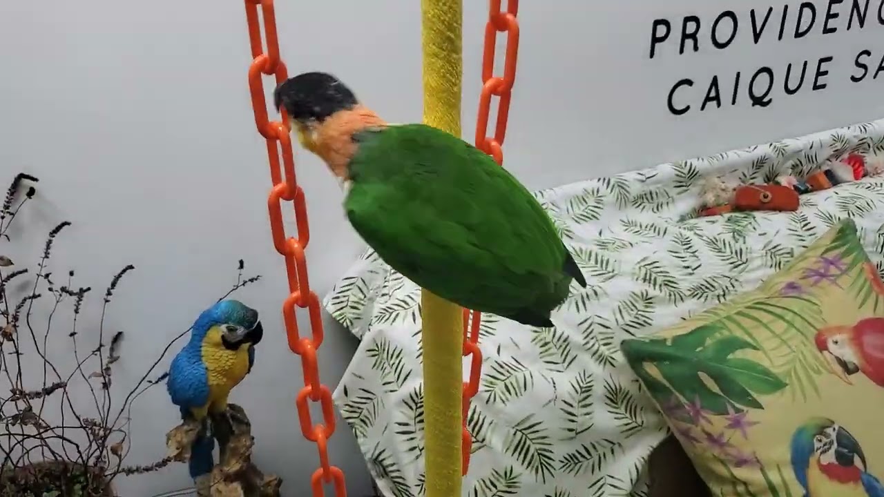 Счастливой пятницы всем птичкам!!!! ❤️