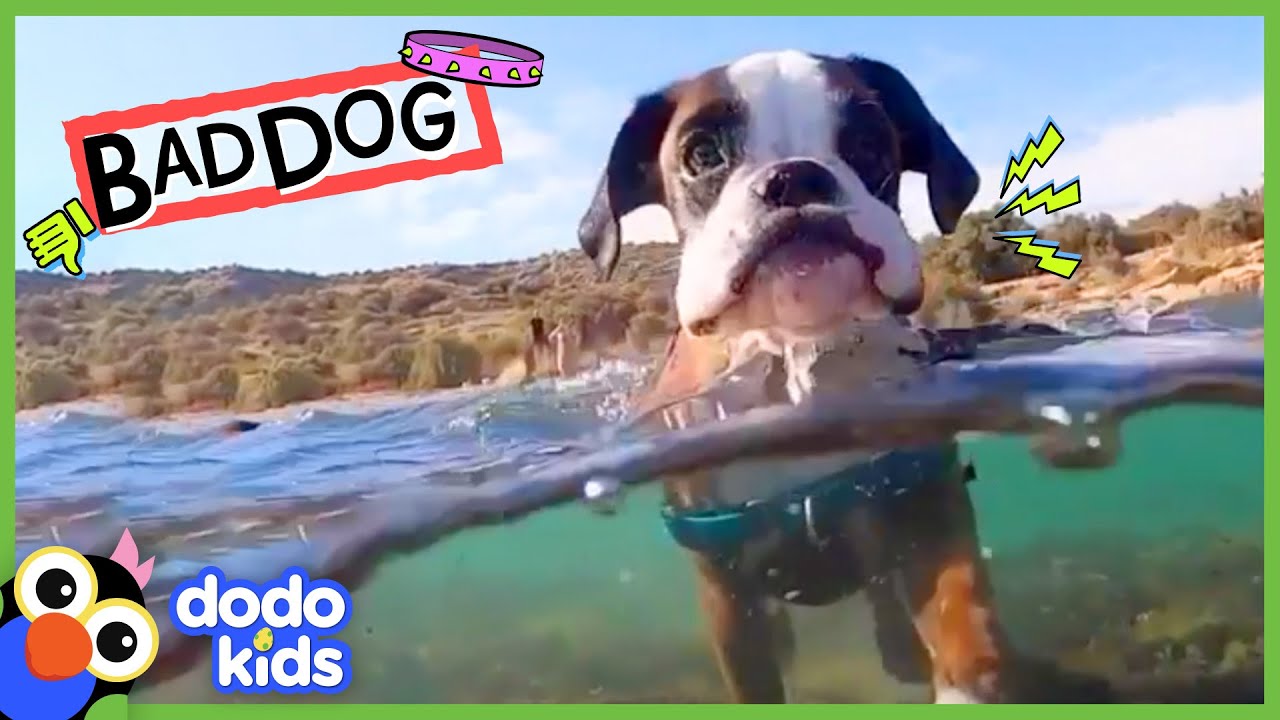 Grumpy Dog Took Our Socks And Towels&hellip;But Why??? | Dodo Kids | Bad Boys & Girls
