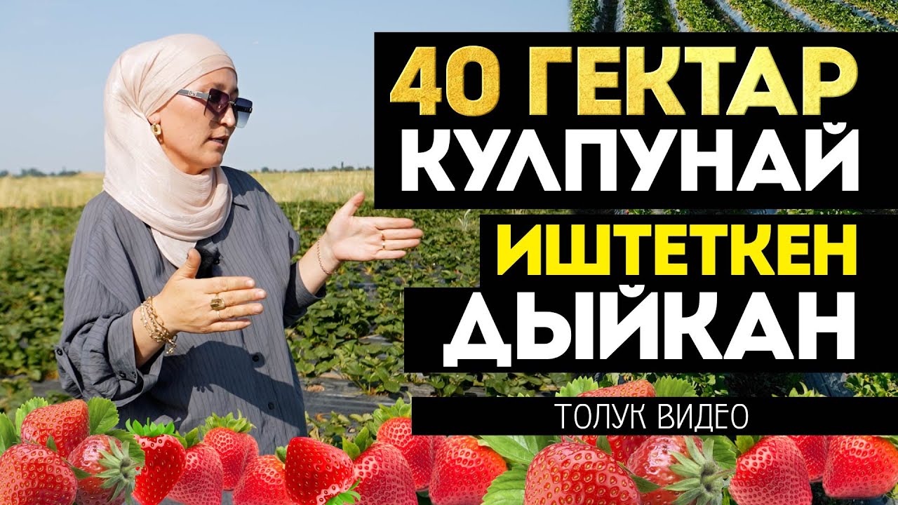 Кулпунай менен иштеп акча тапса болобу? Же чет мамлекетке иштеп кетелиби? Англияга клубника терип.