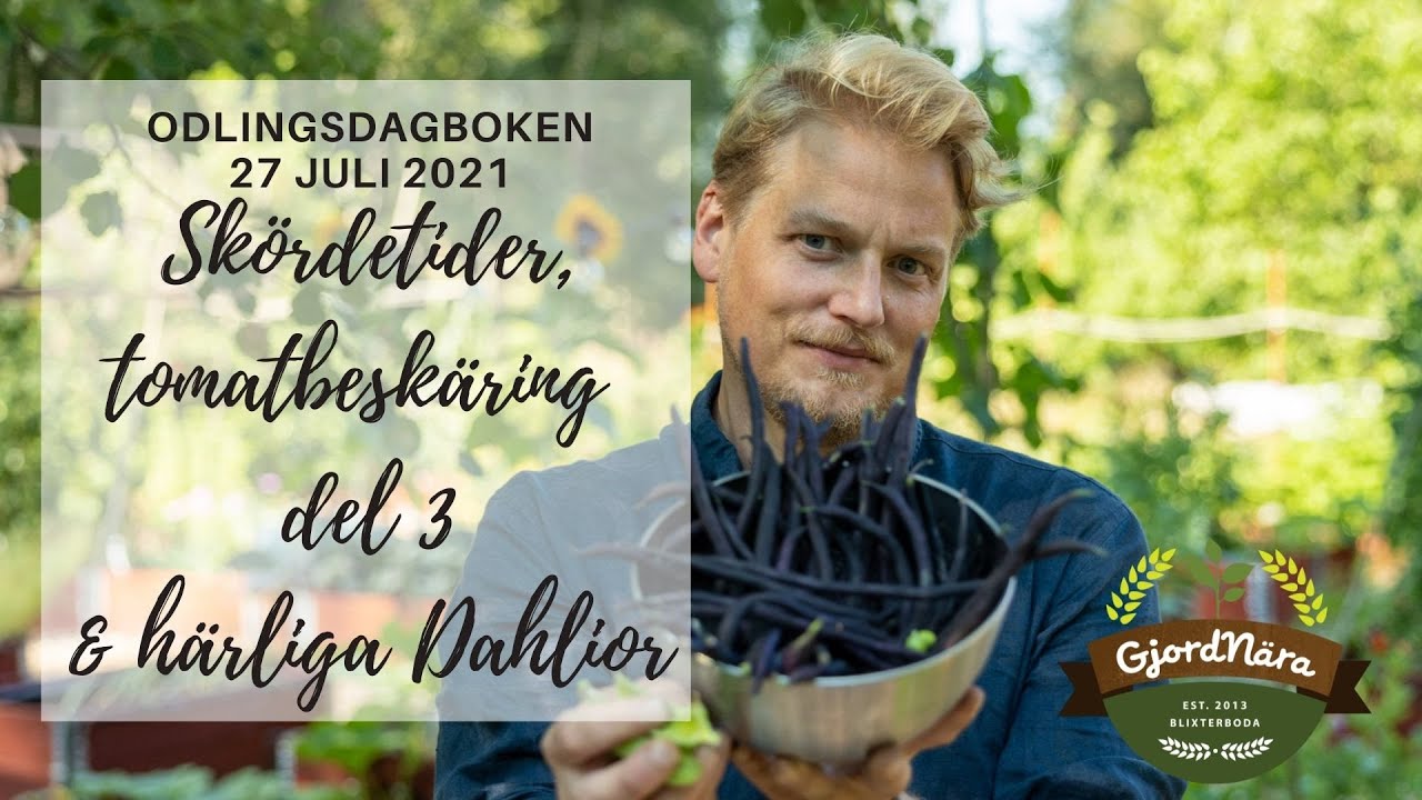 Undvik bladmögel med tomatbeskäring! - Visning av pumpatunnel & härliga Dahlior   - 27 Juli 2021