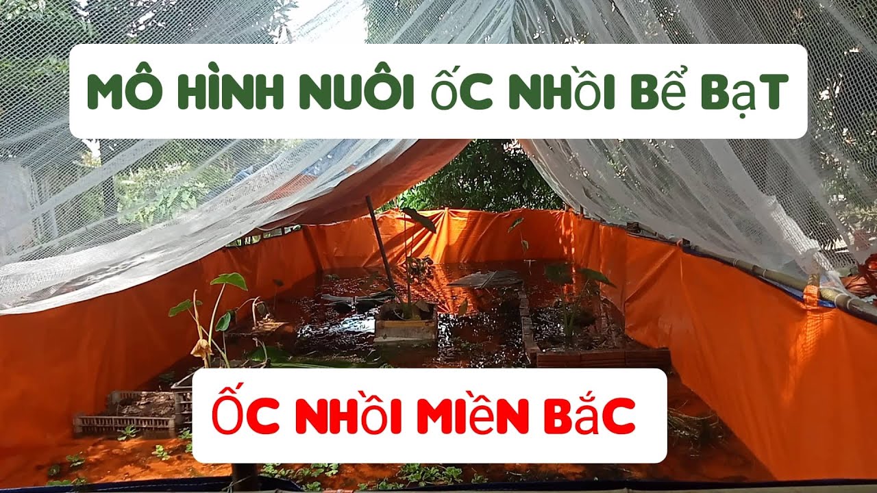 Mô Hình Nuôi Ốc Bươu Đen Bể Bạt I Cách Thả Ốc Bươu Ốc Nhồi Giống Tỉ Lệ Sống 100% I Ốc Nhồi Miền Bắc