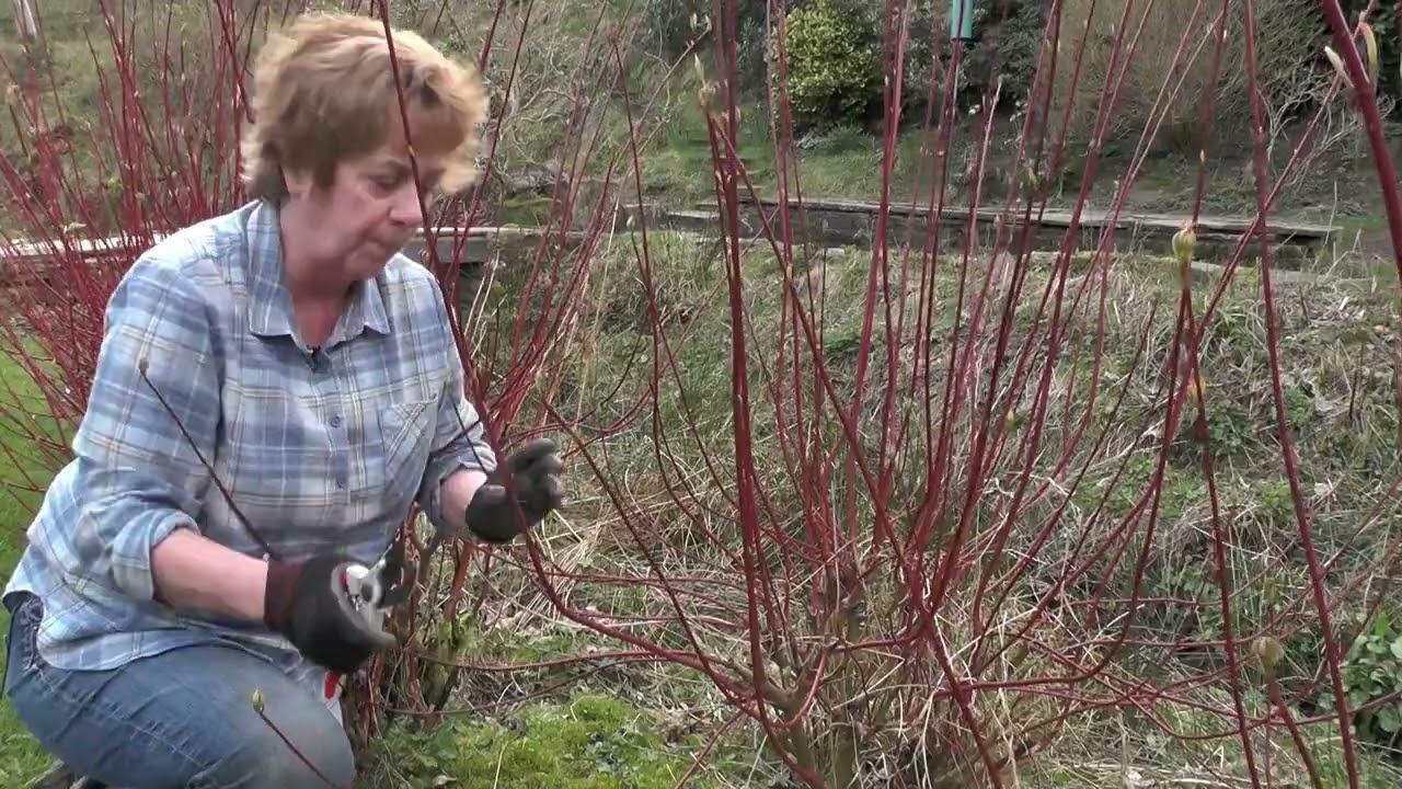 How to cut back cornus