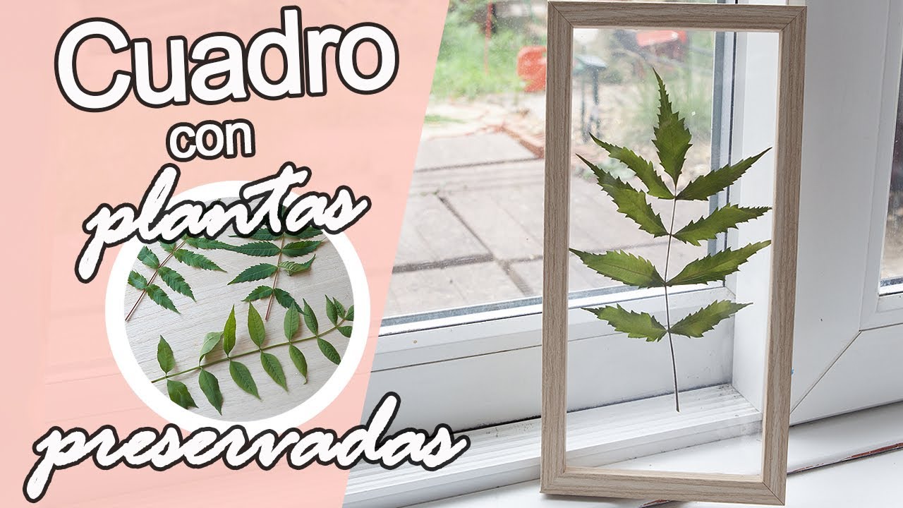 🌿 CUADRO con PLANTAS PRESERVADAS | Cómo preservar plantas | Shanti Irene