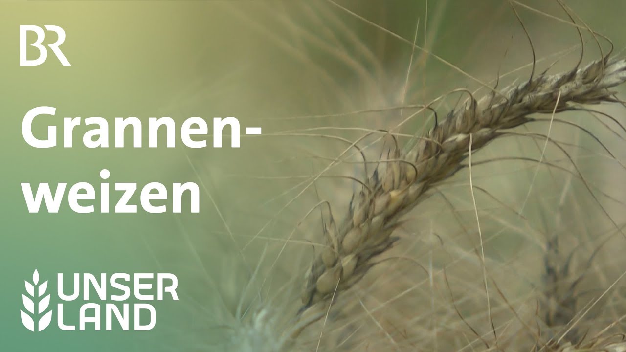Grannenweizen  für den Klimawandel? | Unser Land | BR Fernsehen