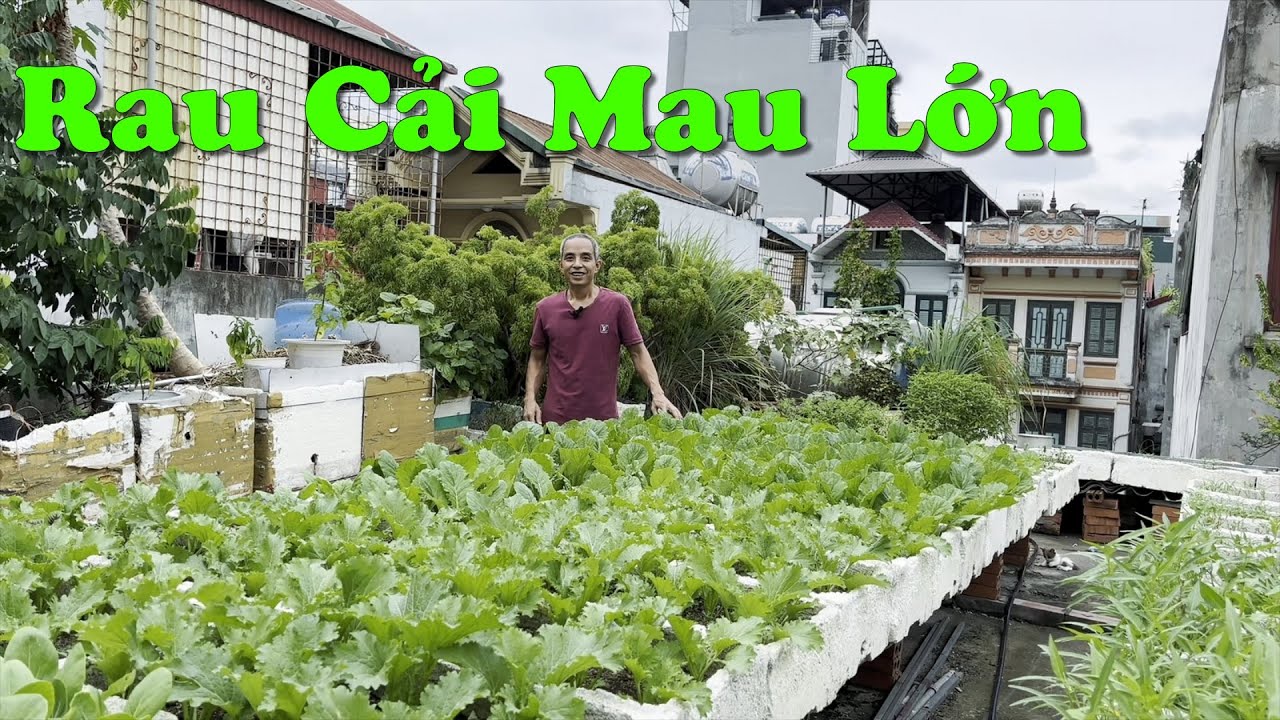 Ph&ograve;ng Trừ S&acirc;u Bệnh V&agrave; B&oacute;n Ph&acirc;n Cho Rau Cải Mau Lớn