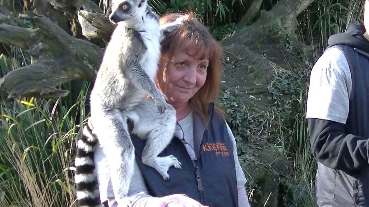 zoo de  la flèche : lémurien  (maki catta)