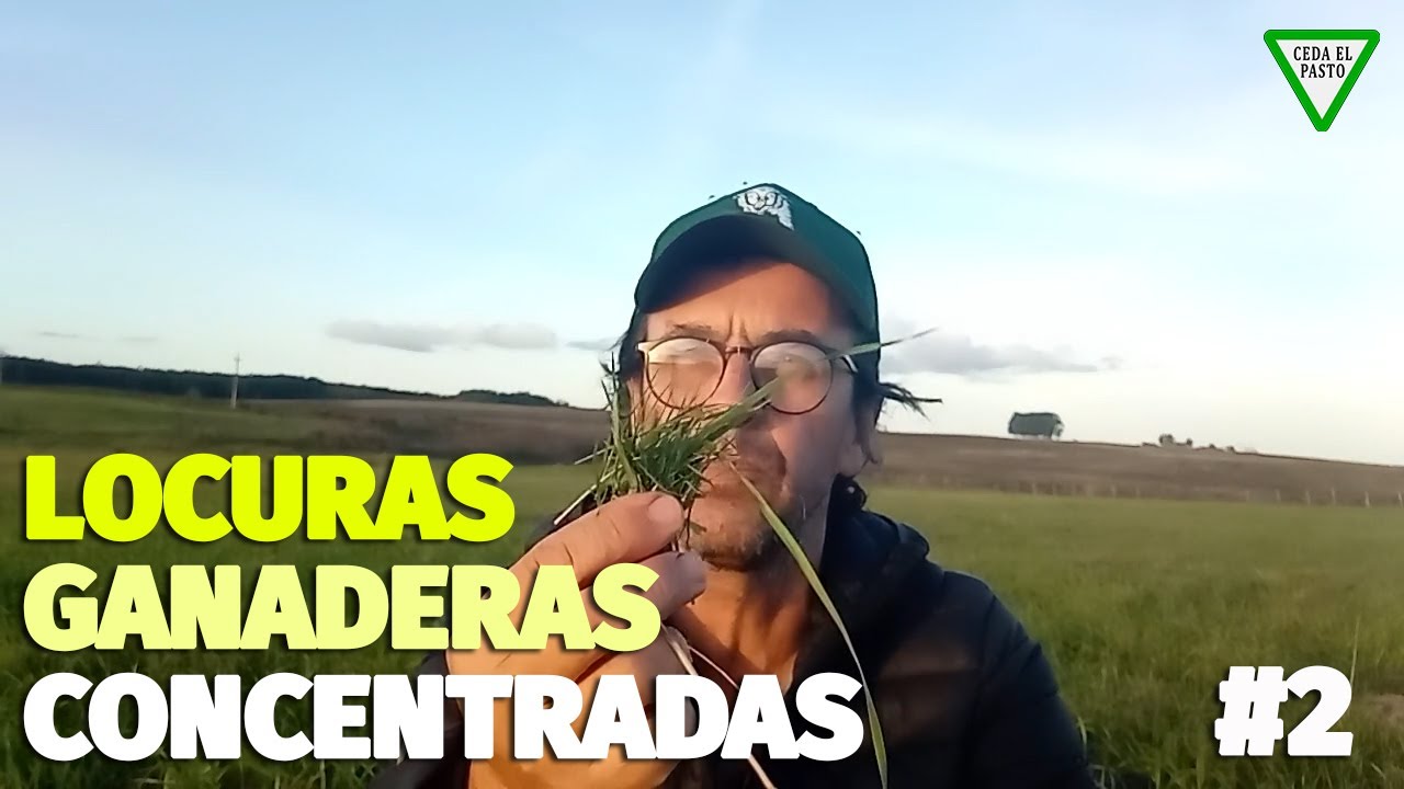Locuras Ganaderas Concentradas #2: más avena, gramilla y piso.