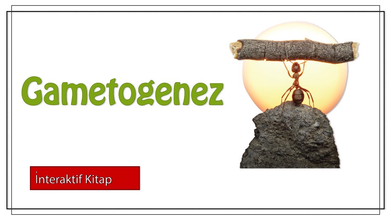 Gametogenez #sayfa132
