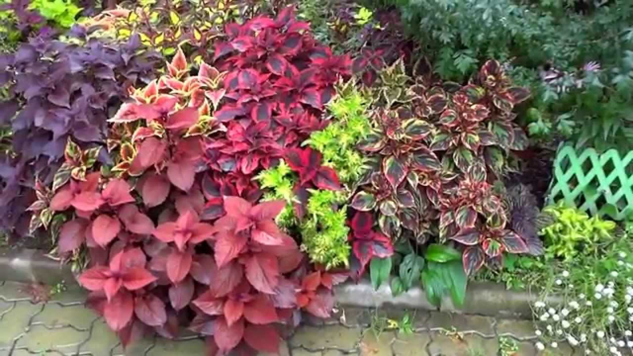 Колеусы (Coleus, Solenostemon). На даче Новомодного. 2014 год