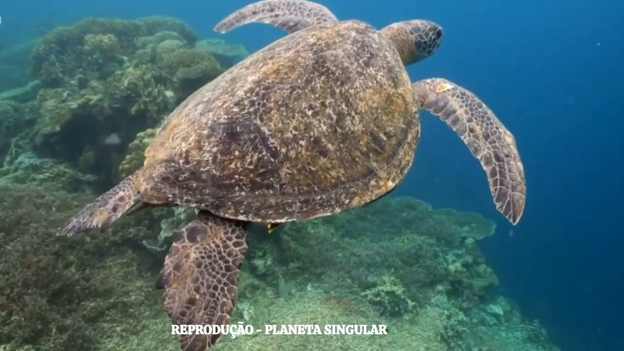 As Tartarugas marinhas em uma comparação cristã.🌍🐢
