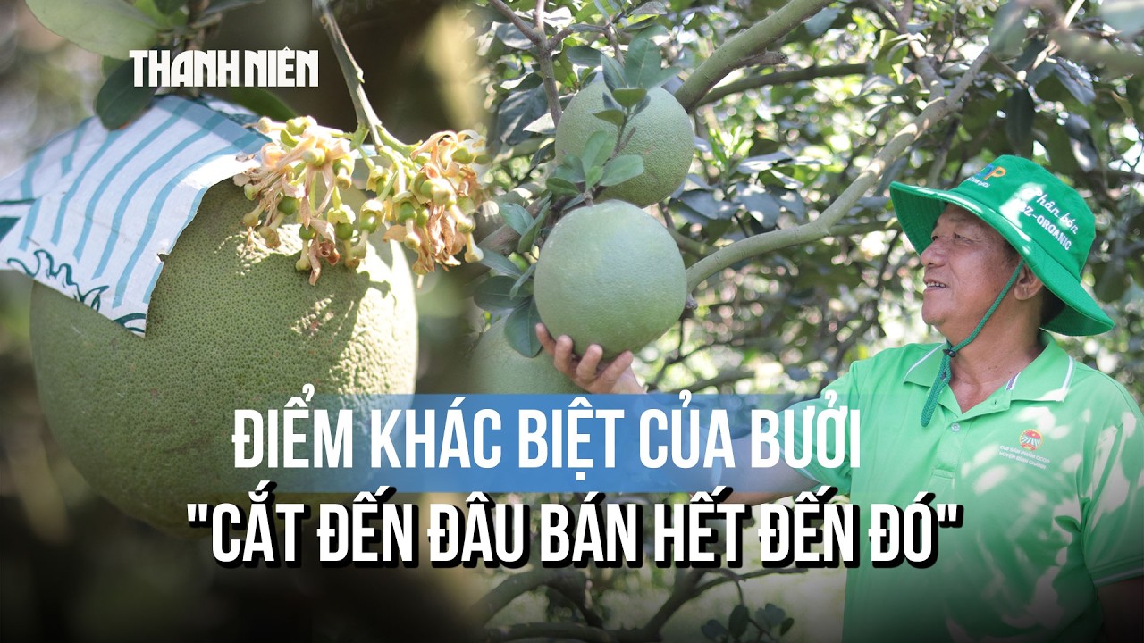 Bưởi chưng tết trồng trên đất phèn 
