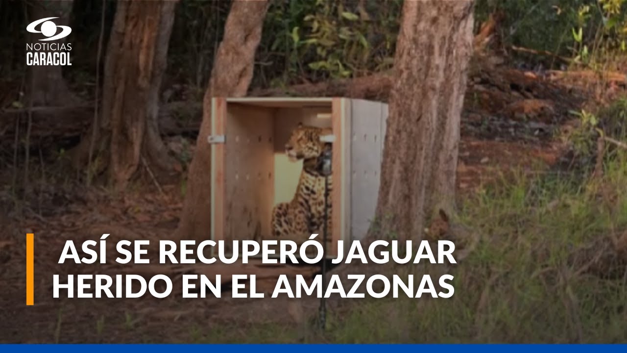 Liberan a jaguar que había sido atacado en el río Negro del Amazonas: detalles de su rescate