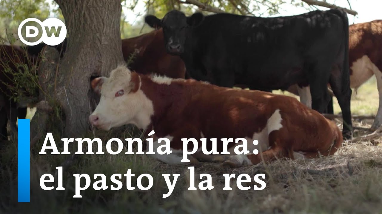 Uruguay: cómo funciona el Pastoreo Racional Voisin
