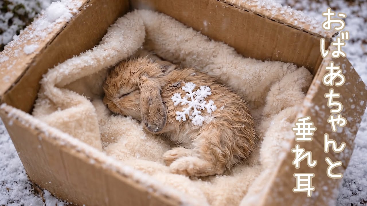 おばあちゃんと垂れ耳うさぎの感動の物語