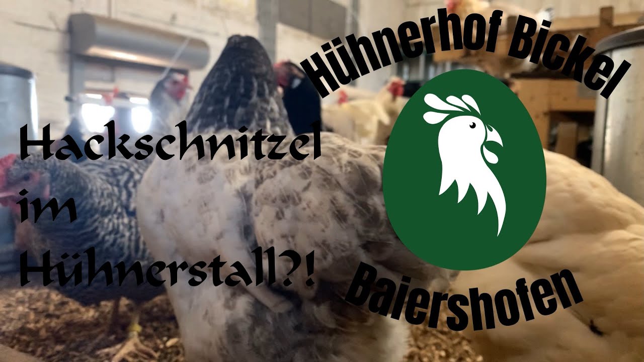 Hackschnitzel im Hühnerstall? -- Die Einstreu im Hühnerstall -- Hühnerhof Bickel
