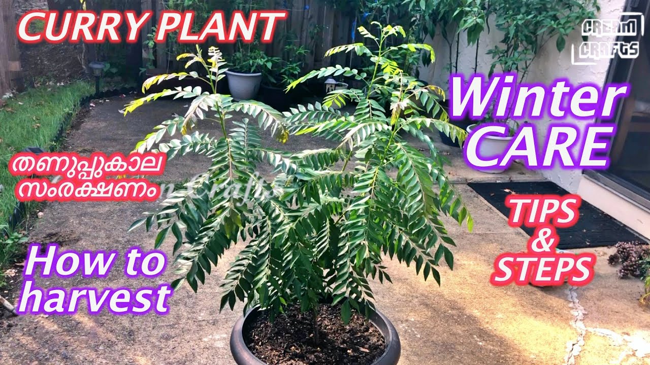 Curry plant winter care tips | തണുപ്പുകാല സംരക്ഷണം | How to prune a young curry plant | Tips & steps