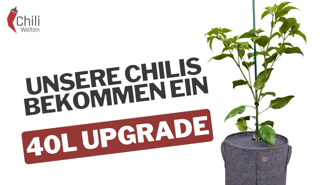 Alles muss raus! Chilis in Freie bringen - Saison 2024 #13