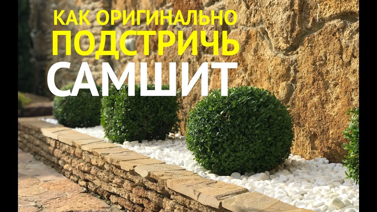 Как интересно постричь самшит на клумбе?  Процесс стрижки самшита