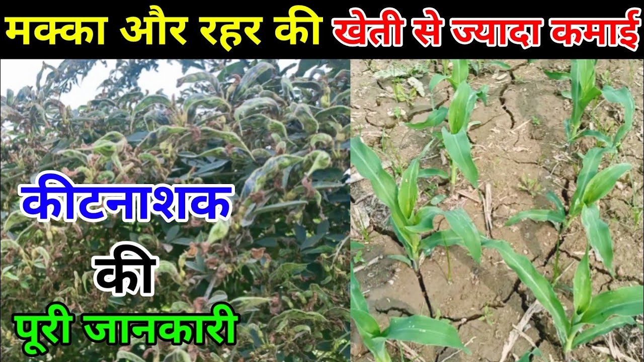 हल्दी के खेती के बाद मक्का और रहर की खेती से ज्यादा कमाई | Maize Cultivation