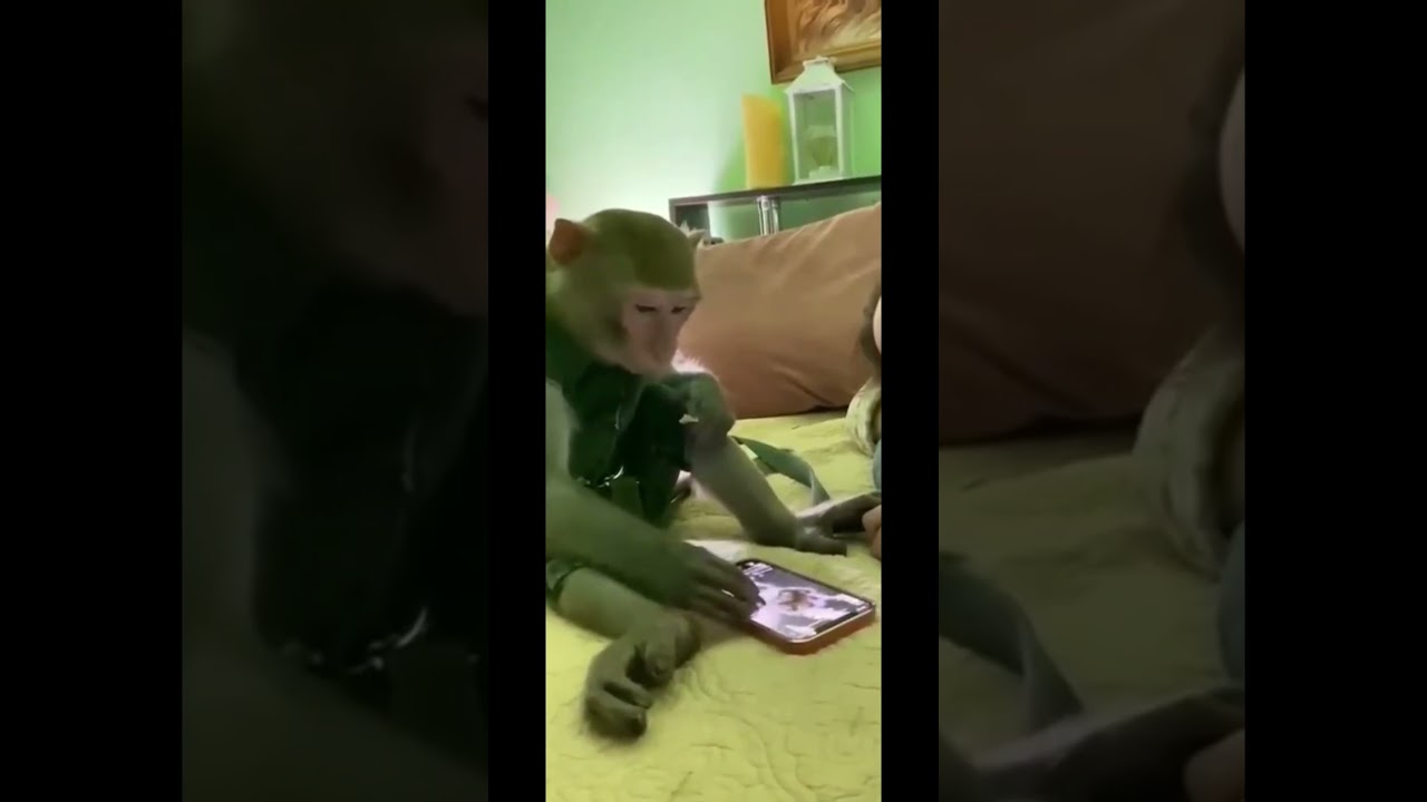 Monkey using social media 